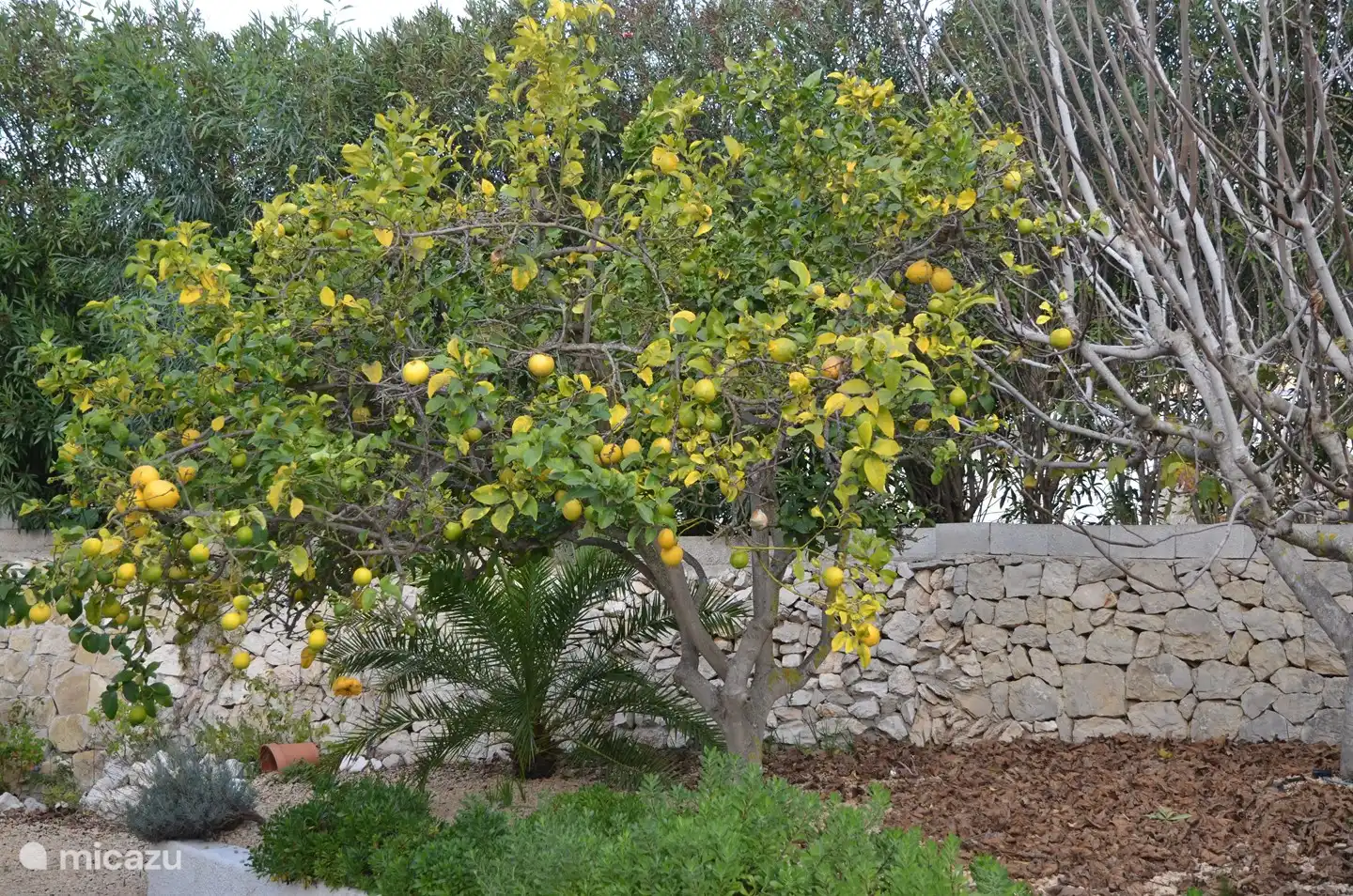 Lemon tree in the garden.