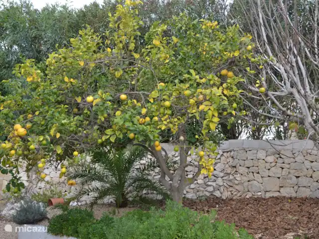 Casa Buenos Tiempos | Espagne, Costa Blanca, Moraira - villa Citronnier dans le jardin.