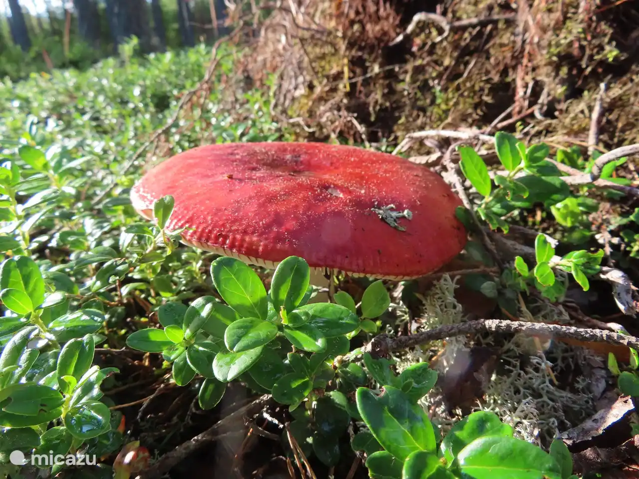 Die Natur in Schweden ist wunderschön.