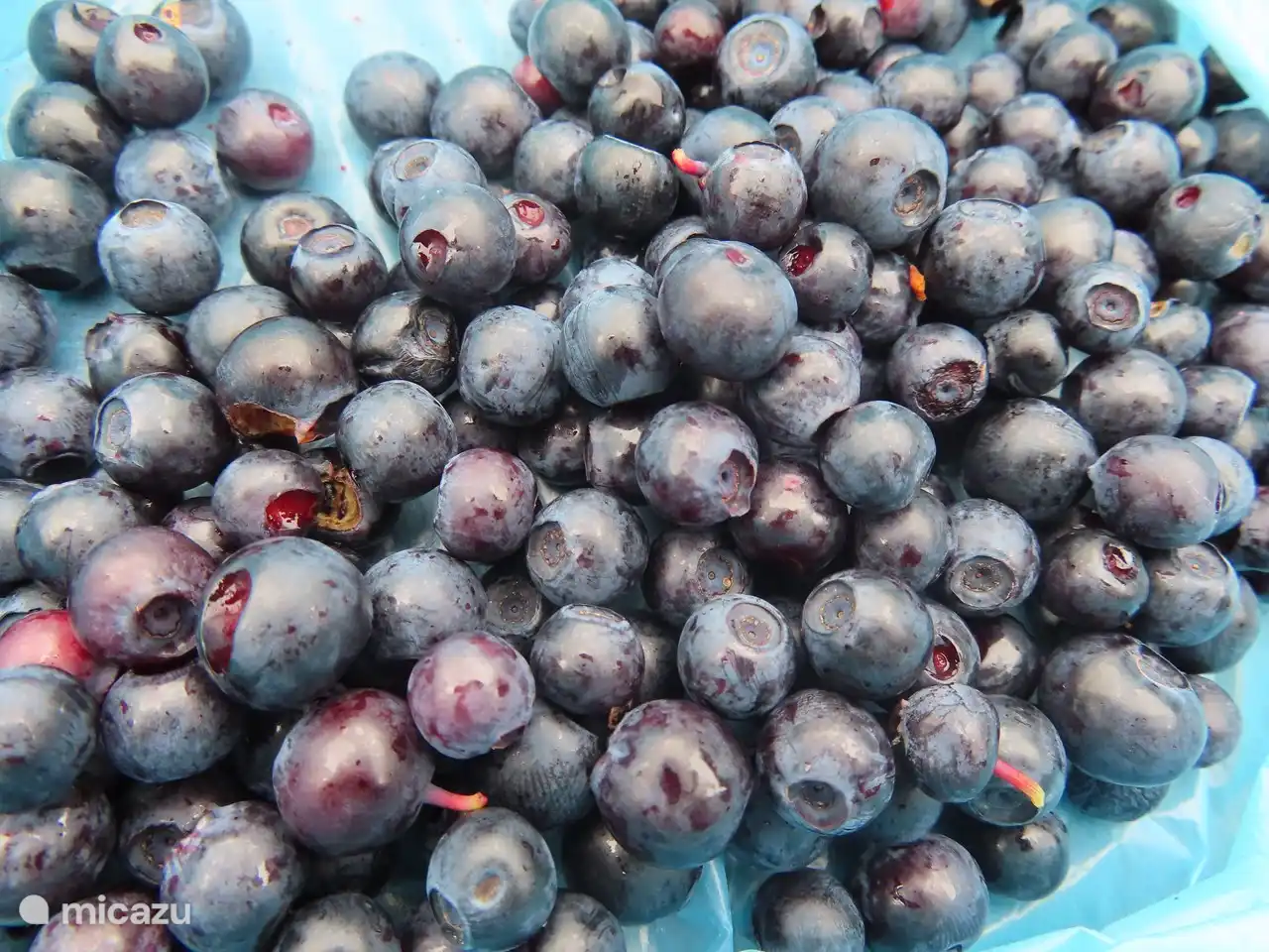 Heidelbeeren............können überall in den Wäldern Schwedens gepflückt werden.