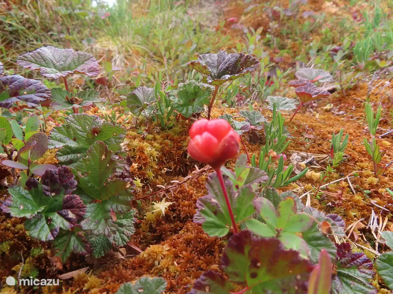 noch schönere Natur.