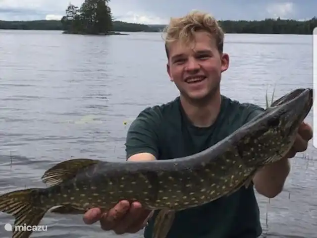 Location de Vacances Suède, Värmland, Nykroppa, maison de vacances - Maison SARAH à plus+service complet Un beau poisson pêché dans le lac clair et propre.