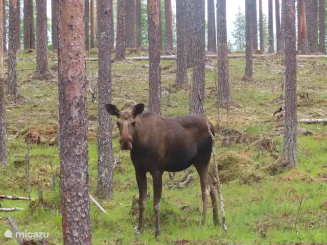Location de Vacances Suède, Värmland, Nykroppa, maison de vacances - Maison SARAH à plus+service complet Lors d'une de vos balades ou lors d'un trajet en voiture vous pourrez tout simplement le croiser. L'élan.