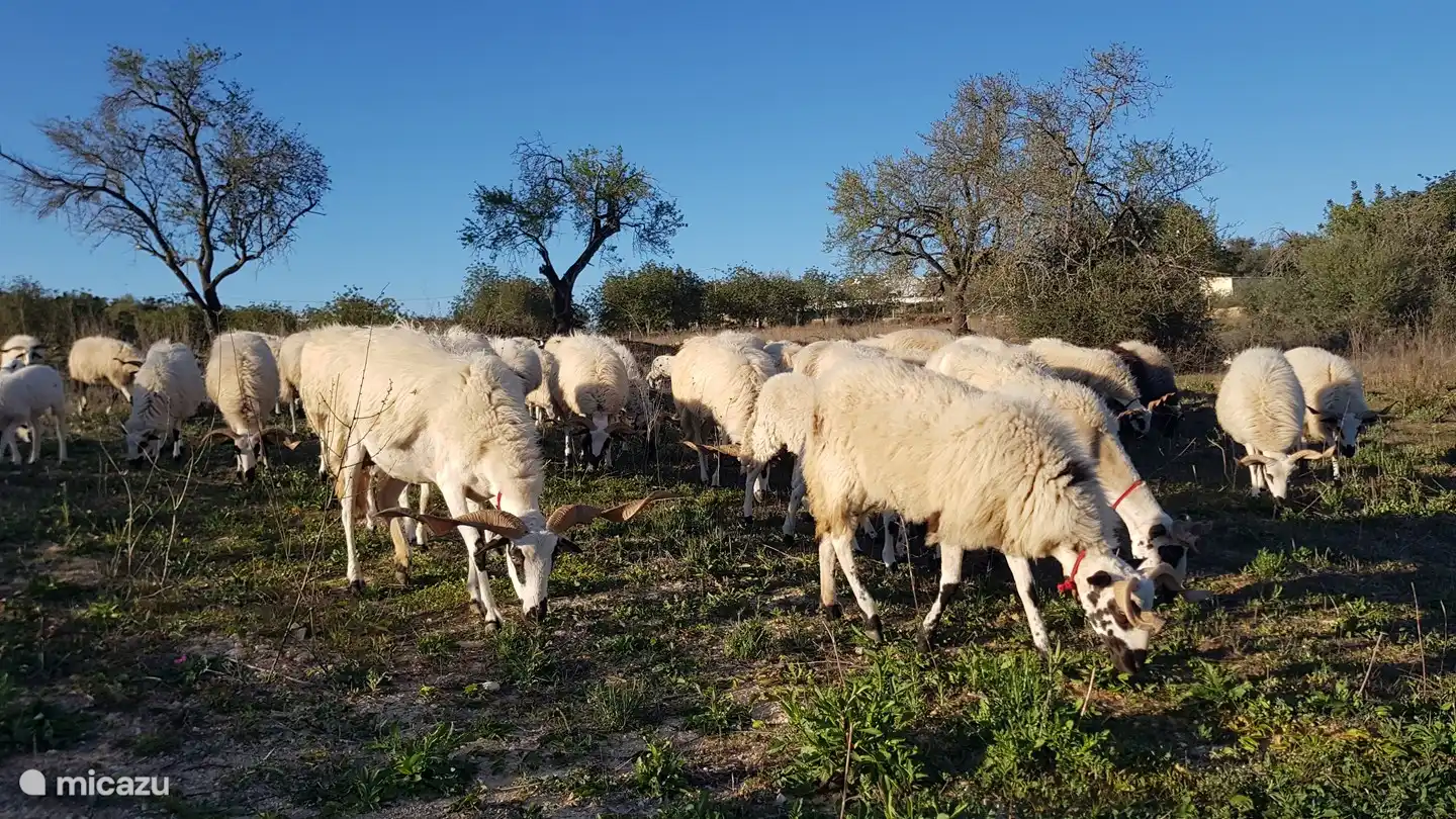 Machen Sie einen Rundgang durch die Gegend und vielleicht begegnen Sie dem Hirten mit seiner Herde.