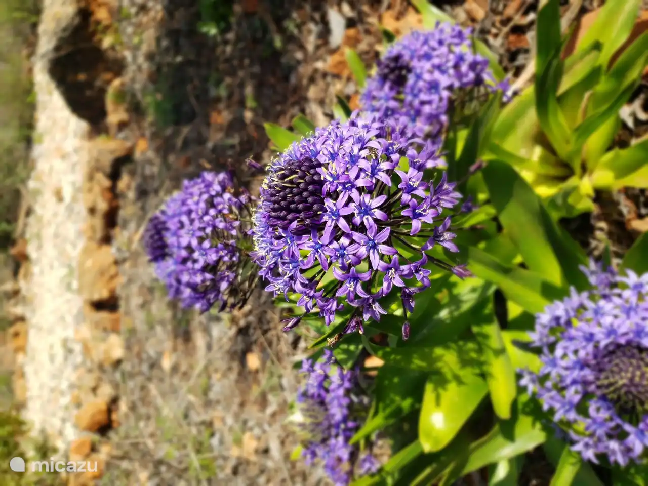 Die Algarve ist bekannt für ihre Blumenpracht.