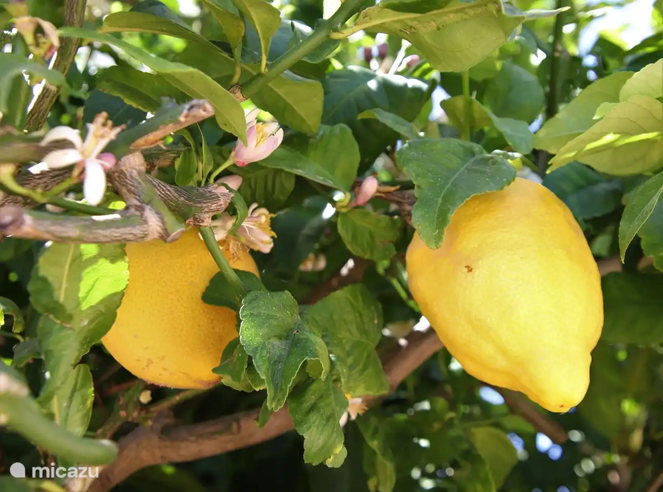 Im Vorgarten steht ein Zitronenbaum. Daraus können Sie getrost auswählen.