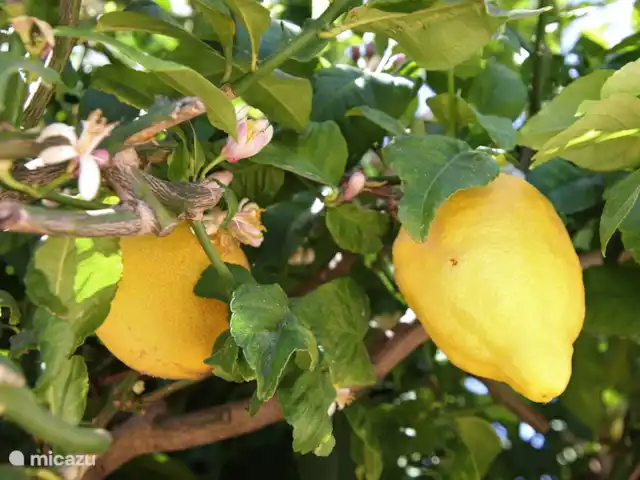 Casa Oleandra en España, Costa Blanca, Moraira - villa Hay un limonero en el patio delantero. Puede elegir con seguridad de esto.