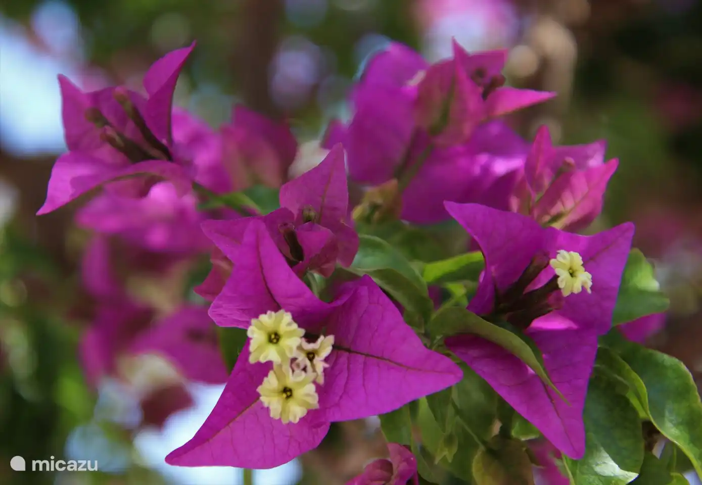 Schöne blühende Pflanze im Garten