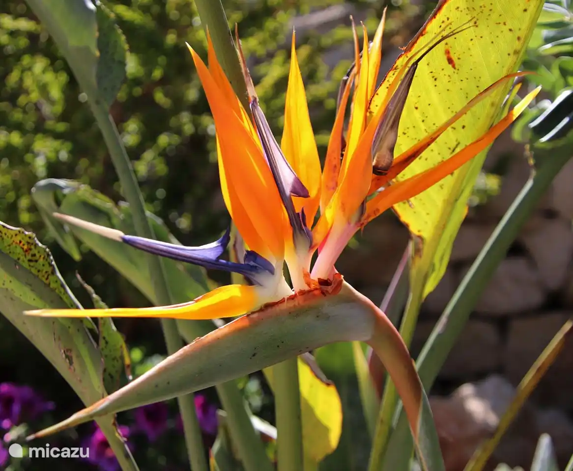Blühende Strelitzie im Garten
