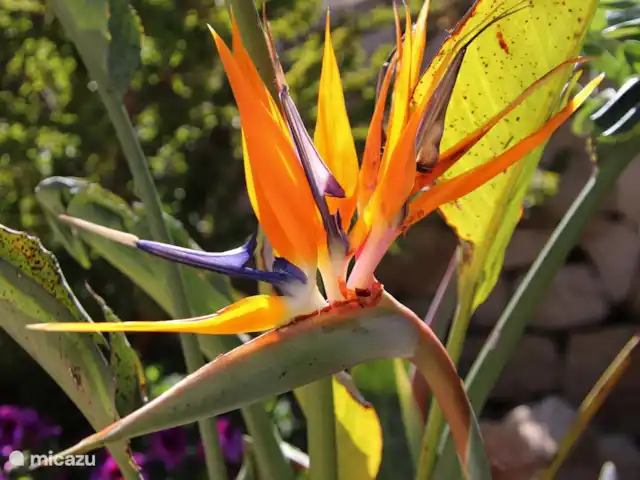 Casa Oleandra en España, Costa Blanca, Moraira - villa Strelitzia floreciente en el jardín