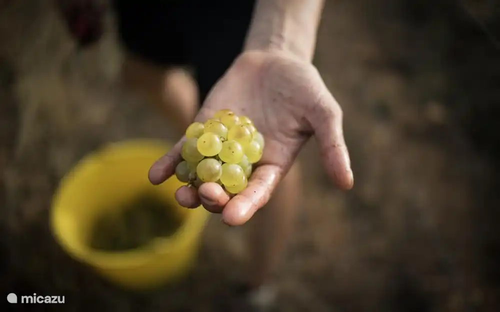 Weinberge in St. Sornin und in Richtung Cognac