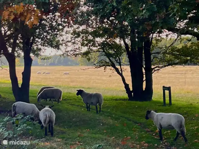 Maison de plain-pied 48 | Pays-Bas, Drenthe, Exloo - bungalow Moutons sur la lande.