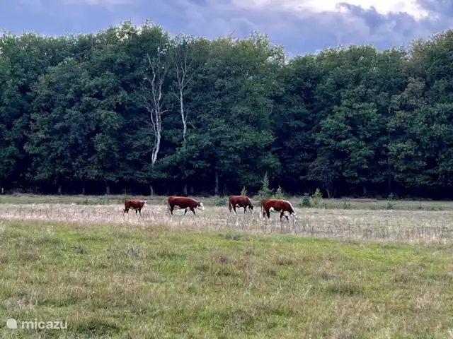 Maison de plain-pied 48 | Pays-Bas, Drenthe, Exloo - bungalow Vous pouvez simplement rencontrer ces vaches au pâturage dans le parc.