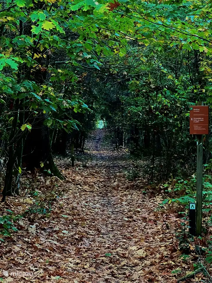 Beautiful routes for a walk in the woods.