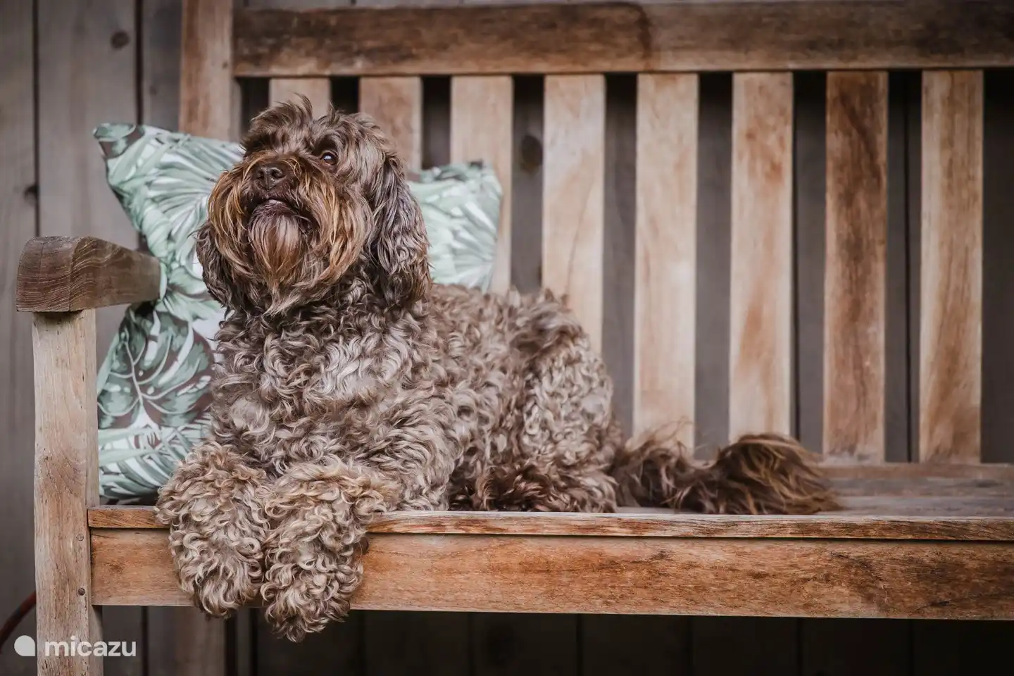 Lucca, trouwe viervoeter.