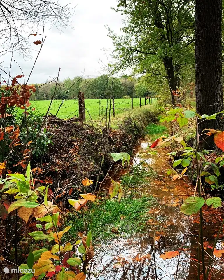 Wandelen in de buurt