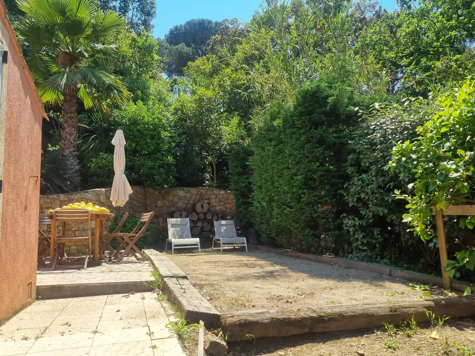 Die Zitronen auf dem Tisch in der Nachmittagssonne stammen alle vom Strauch rechts auf dem Foto, der das ganze Jahr über köstliche saftige Zitronen ergibt.