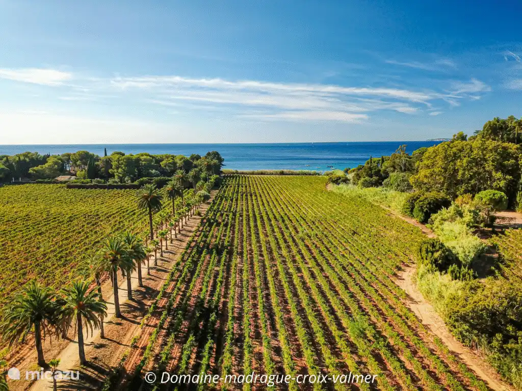 Hay muchas bodegas en las inmediaciones, agradable para visitar para una cata o una explicación del proceso. 