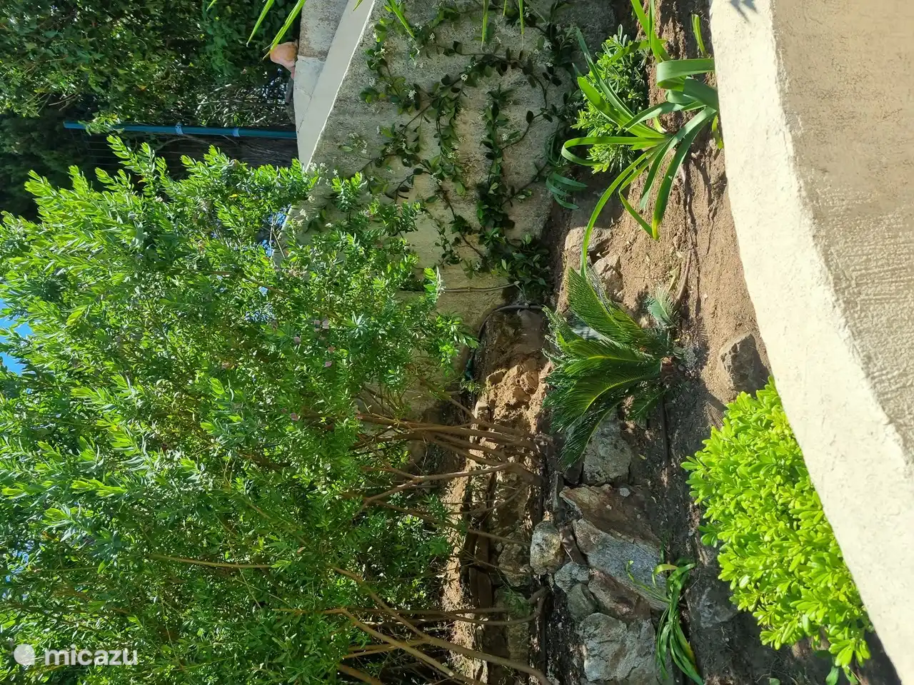Garten auf der Südseite in der Nähe der Treppe zum Eingang