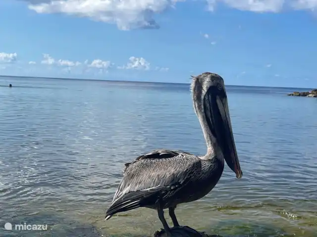 The Blue Bay Beachvilla huren in Curaçao, Curacao-Midden, Willemstad - villa The Blue Bay Beachvilla - Pelican