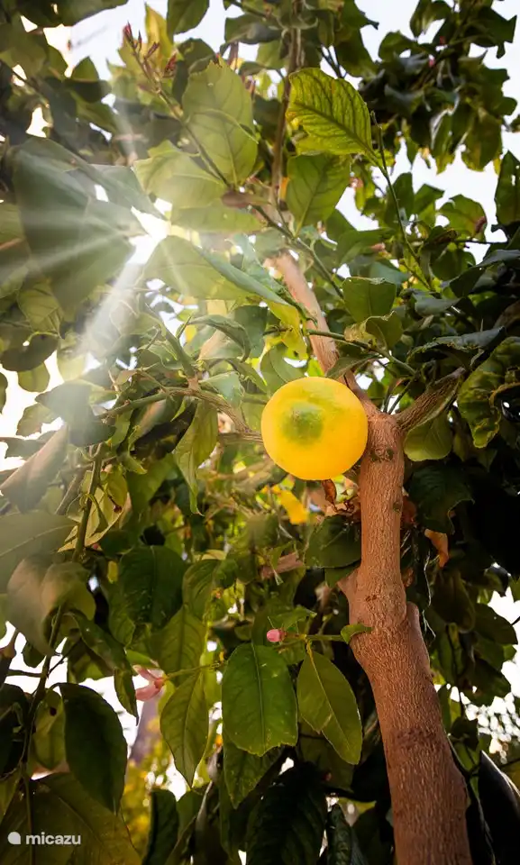 arbres fruitiers dans le jardin
