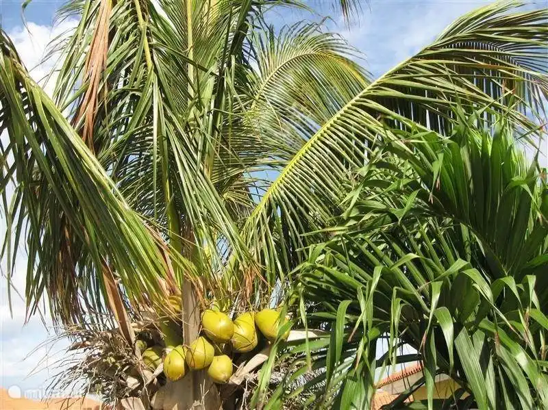 Palm tree with coconuts