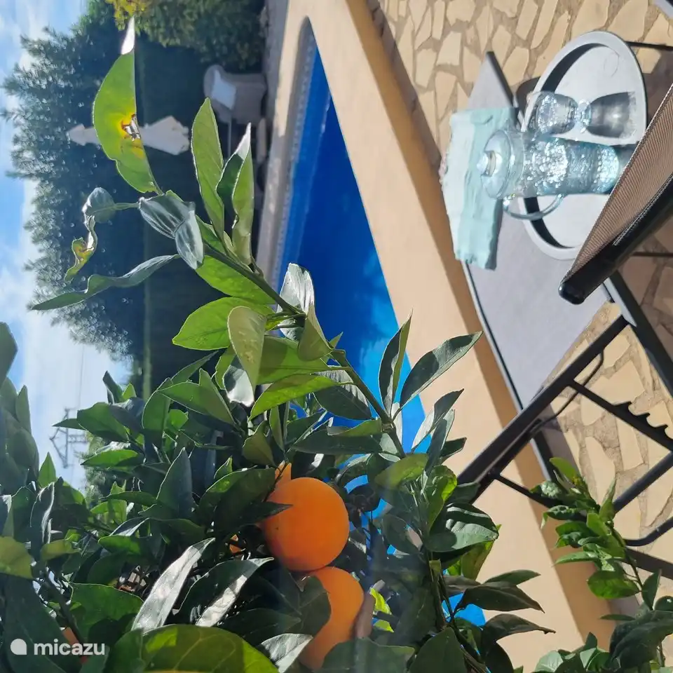 Des oranges de notre propre jardin  