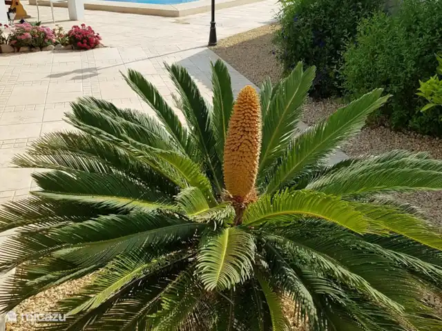 Location de Vacances Espagne, Costa Blanca, La Nucia, villa - Villa La Palmera