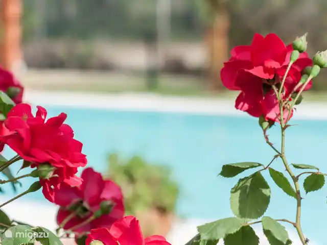 Villa Charneca en Portugal, Costa de Lisboa, Charneca da Caparica - villa Jardín