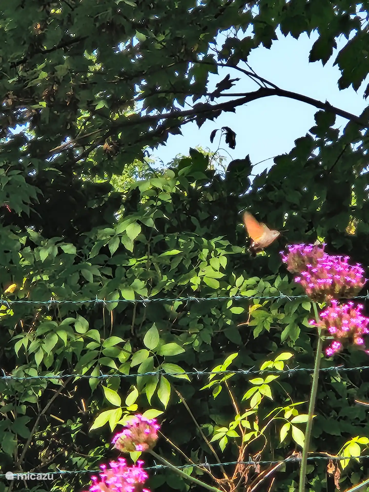 Kolibri-Schmetterling im Blumenkasten