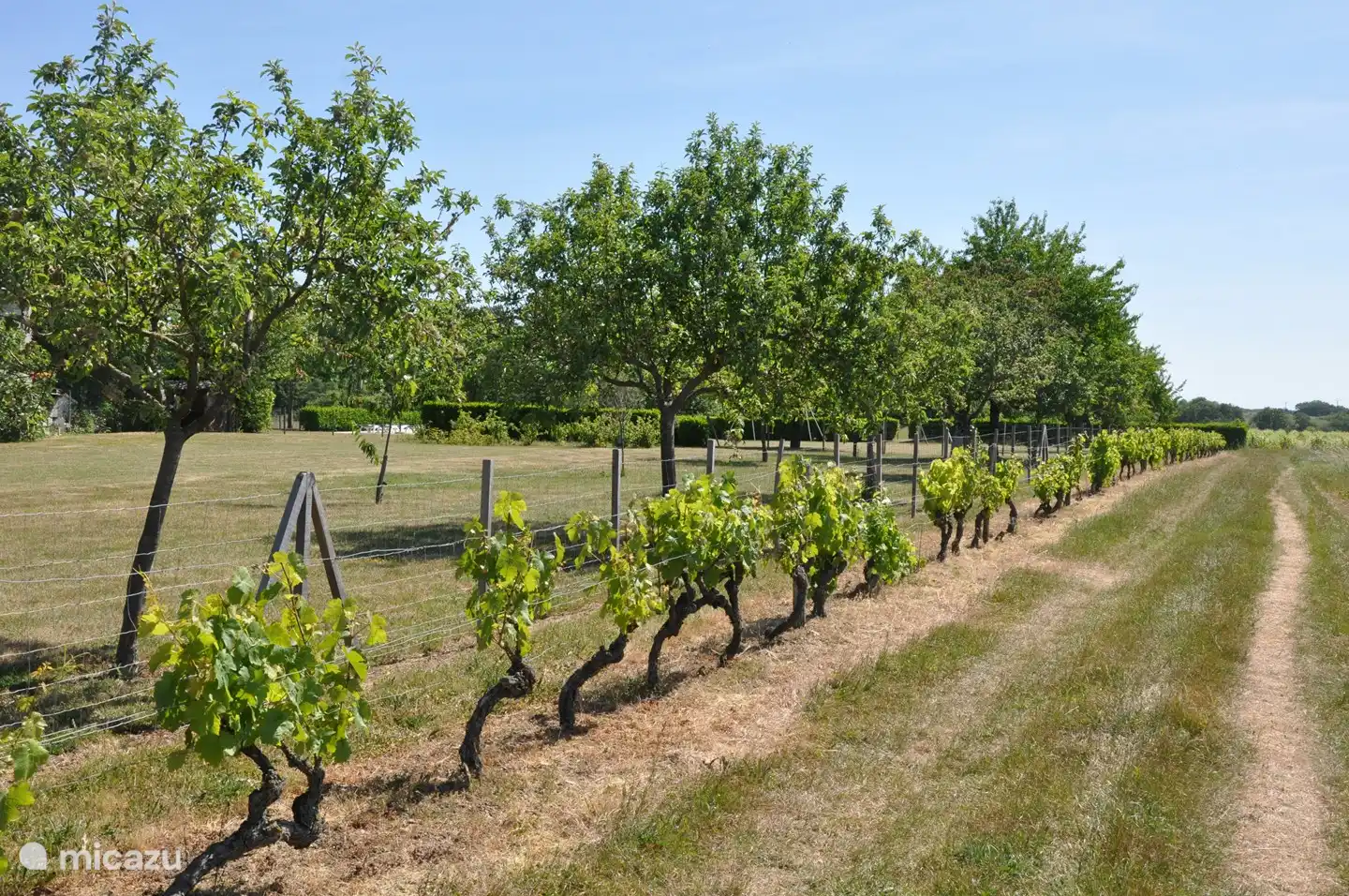 Les vignes marquent le terrain