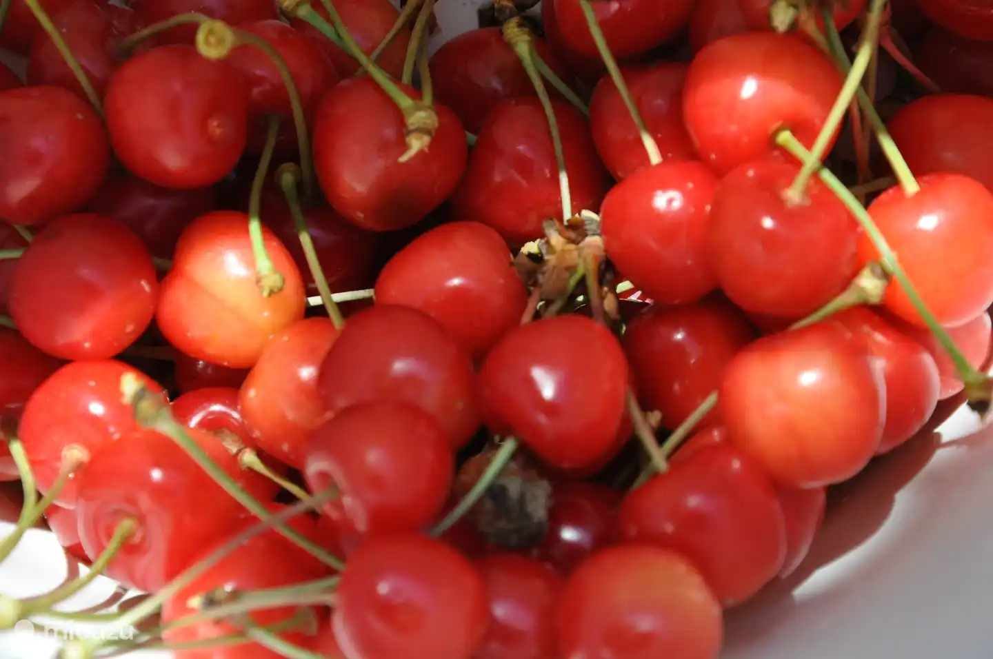 Vous pourrez les cueillir en juin. Les prunes sont là en juillet