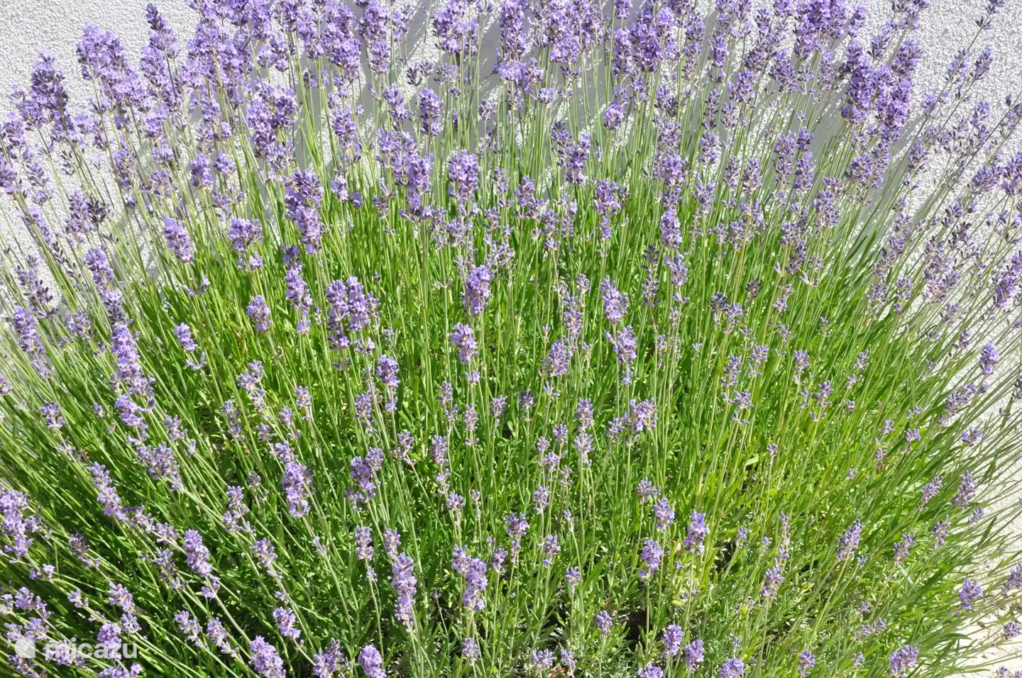 Lavande