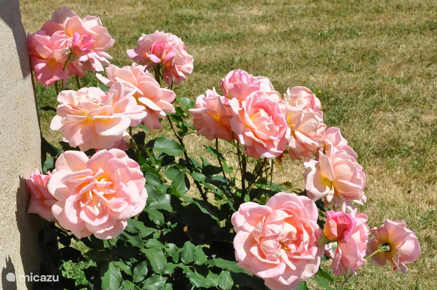 Ceux-ci sentent aussi très bon.