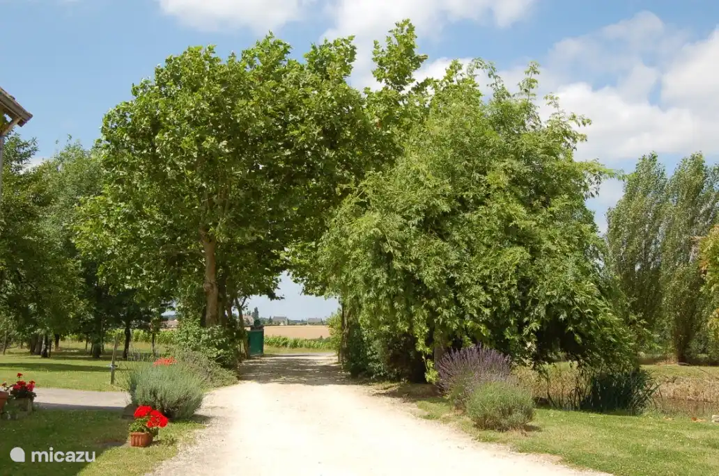 Allée avec platanes