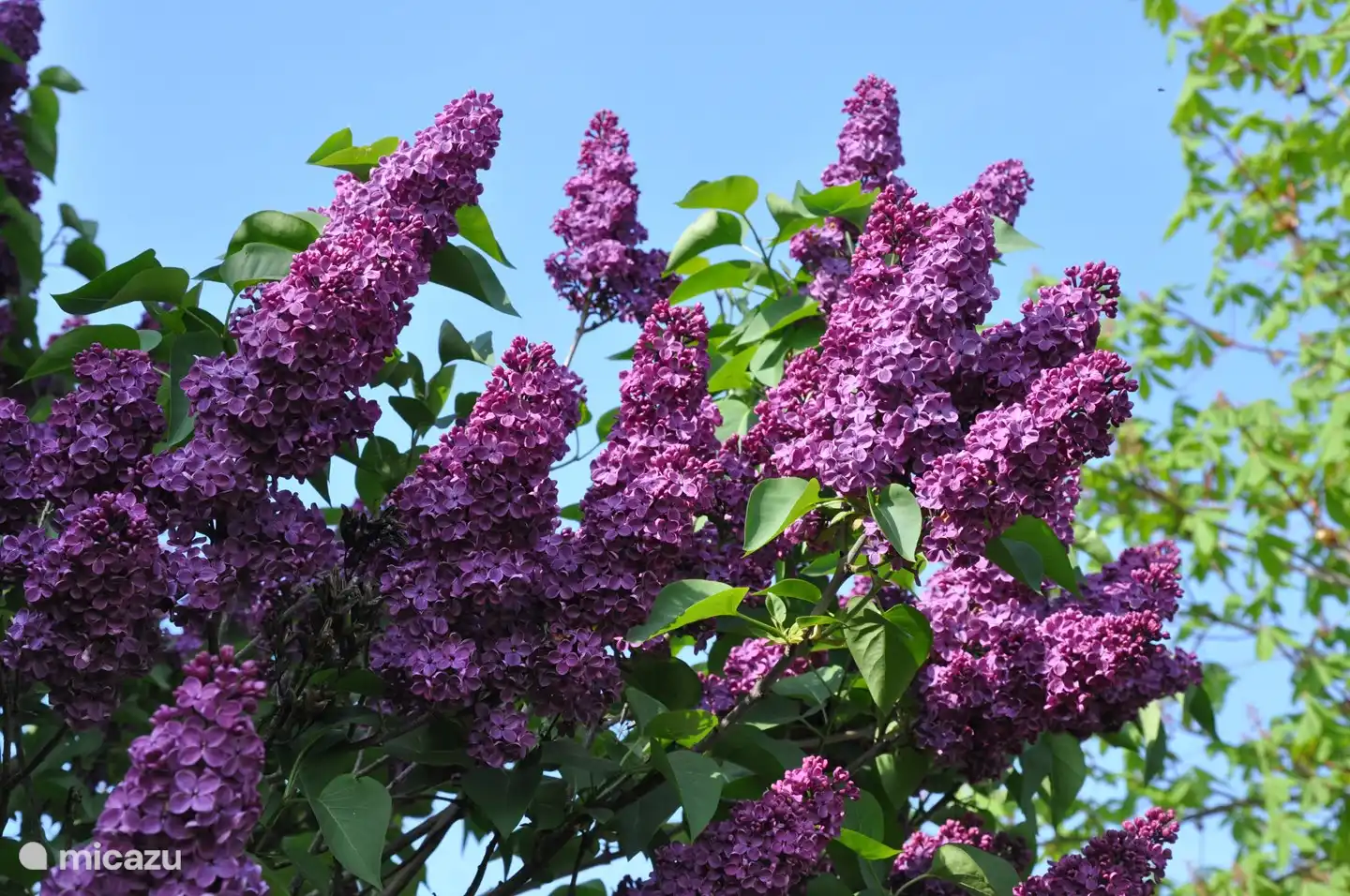 Beaux lilas.