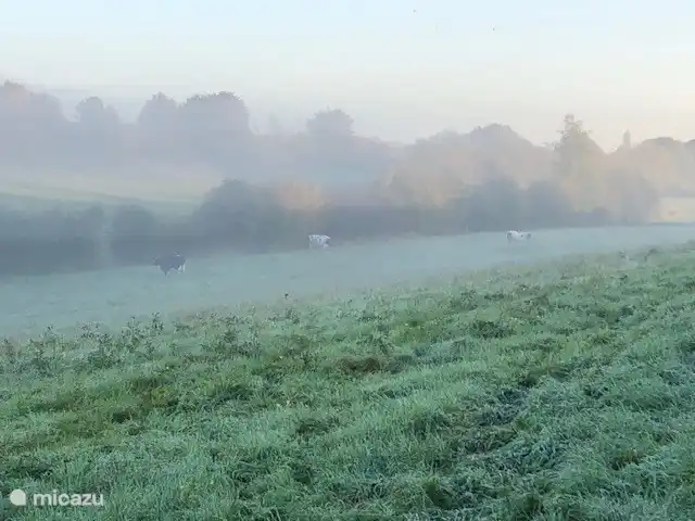 The cows walk in the morning dew.