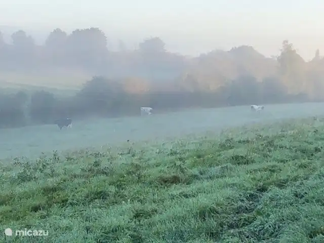 't Sjöpke | Pays-Bas, Limbourg, Margraten - maison de vacances Les vaches marchent dans la rosée du matin.