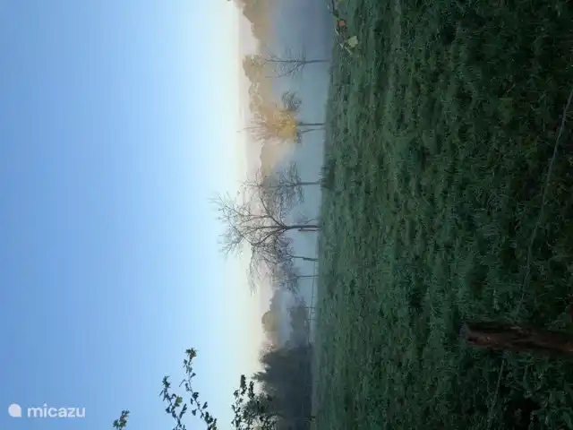 Wake up and take a brisk walk in the morning dew.