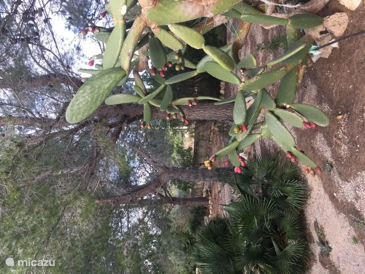 Tunas. Los frutos rojos de esta planta son muy saludables para comer, pero usa guantes por las espinas.