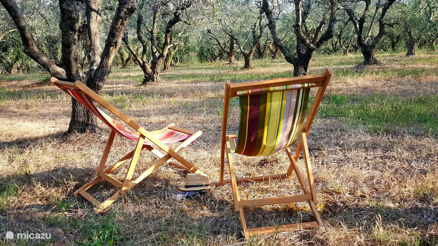 Or in the olive grove