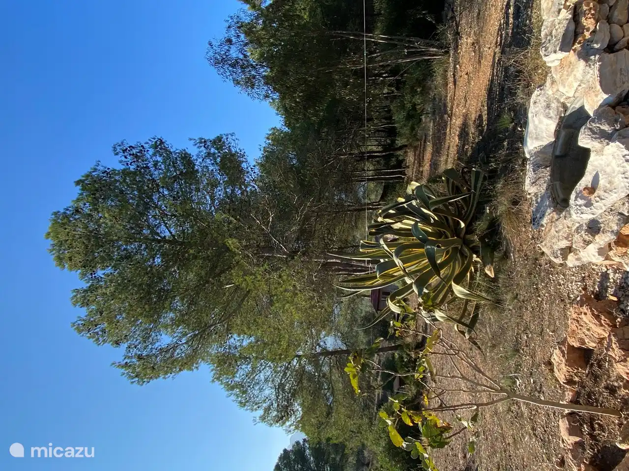 De grote planten staan her en der op het landgoed