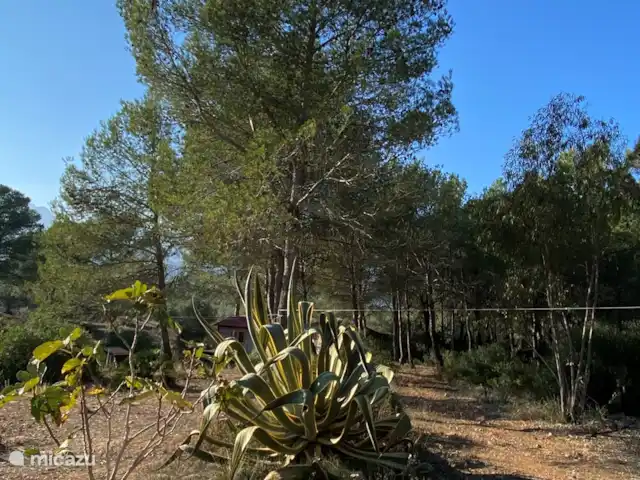 La casita | Espagne, Costa Dorada, Tarragone - pension / maison d’hôtes / chambre privée Les grandes plantes sont disséminées un peu partout dans le domaine