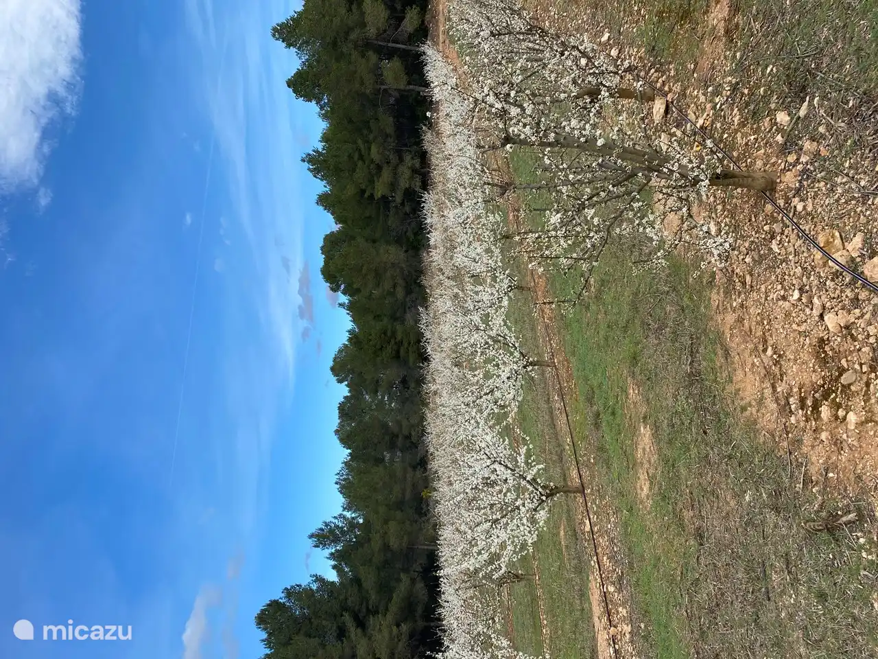 Op een perceel van 6 ha staan deze amandelbomen. Daarnaast nog olijf- en fruitbomen. Heerlijk om doorheen te wandelen. 