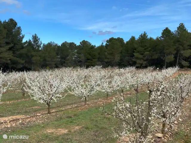 La casita | Espagne, Costa Dorada, Tarragone - pension / maison d’hôtes / chambre privée Ces amandiers sont situés sur un terrain de 6 hectares. De plus, des oliviers et des arbres fruitiers. Agréable à traverser.
