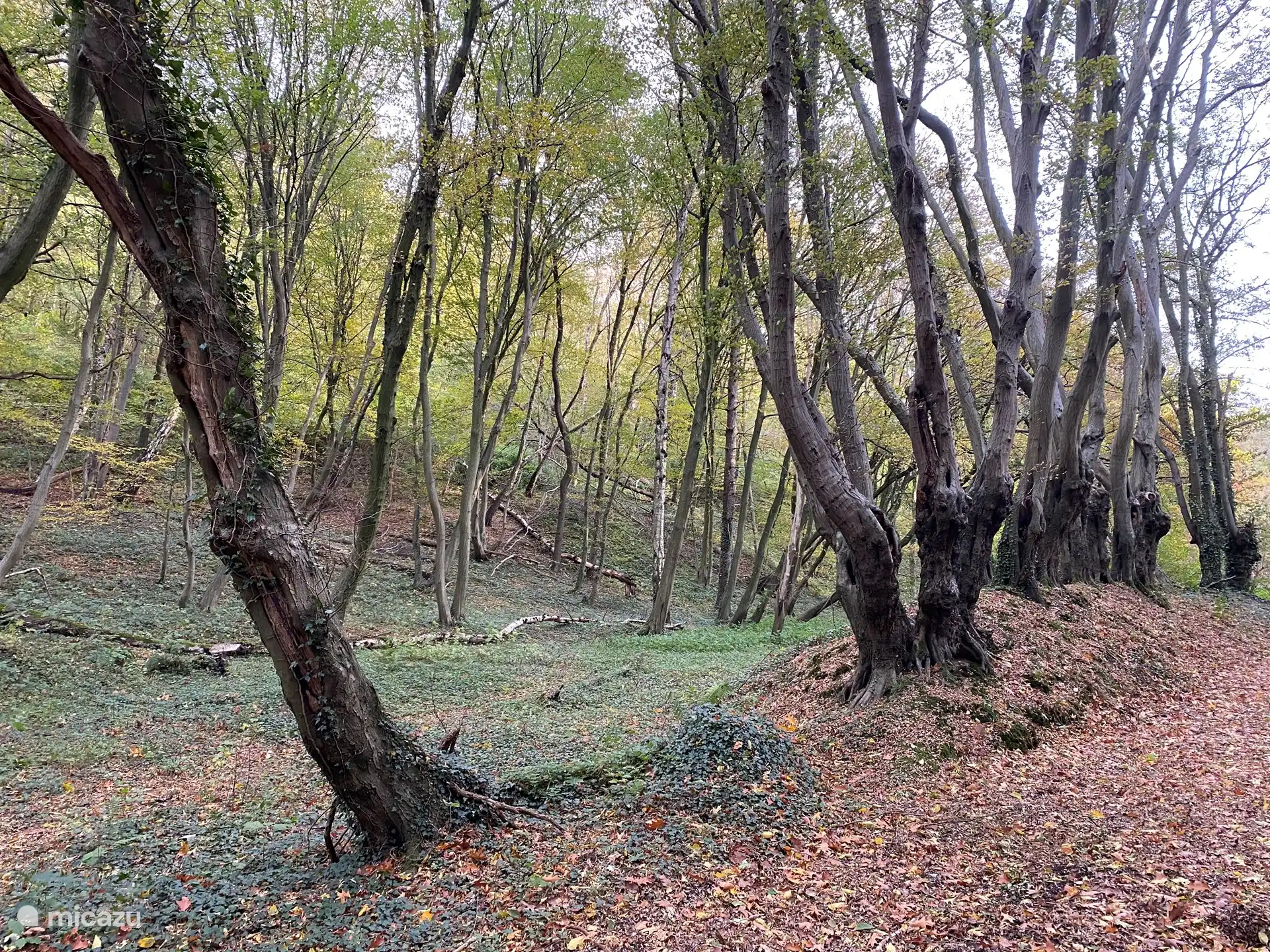 Erg mooi oud bos, Oude Bocholzerweg vlakbij Abdij Benedictus