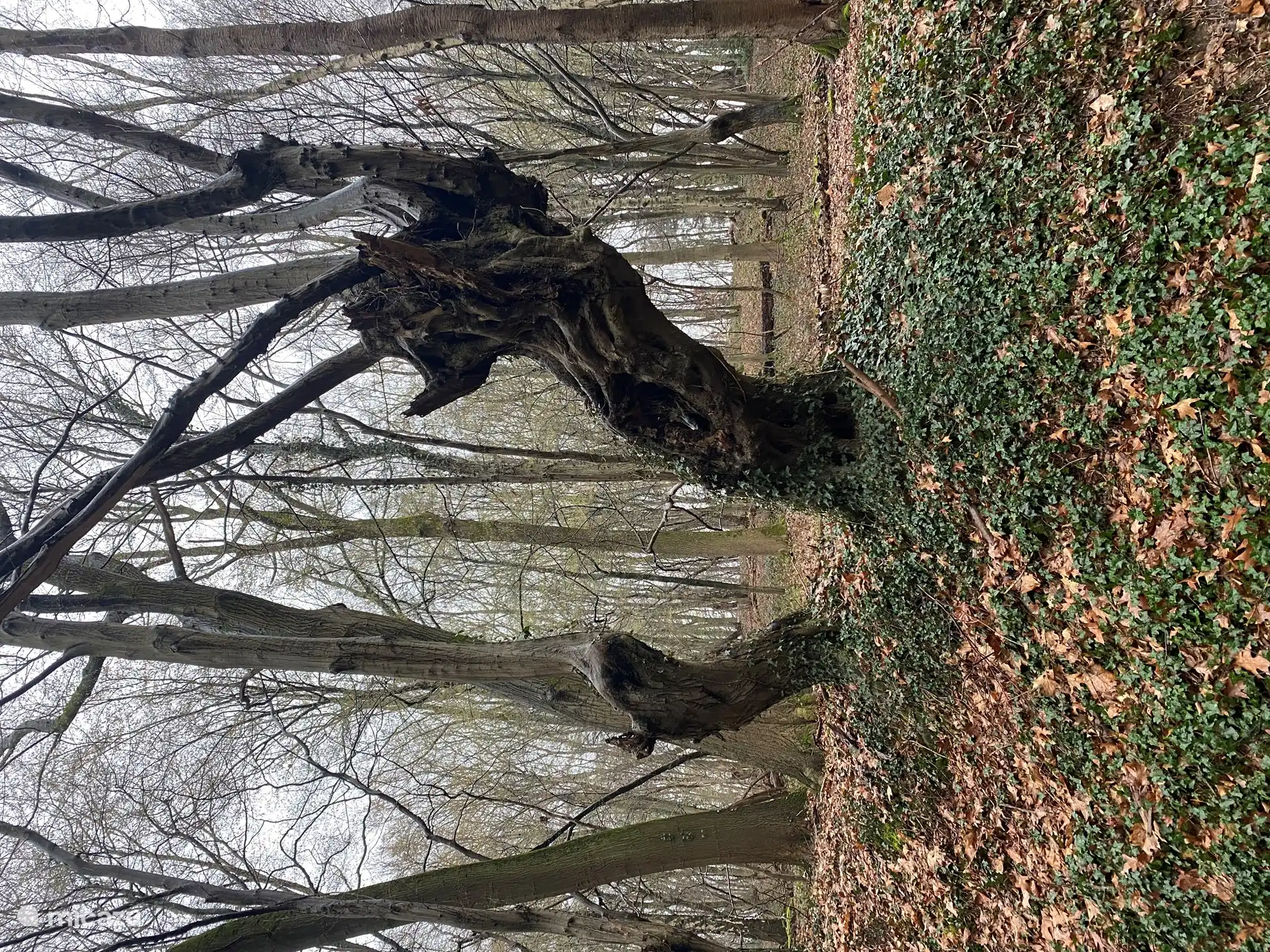 Oude geknotte bomen in zelfde abdijbos