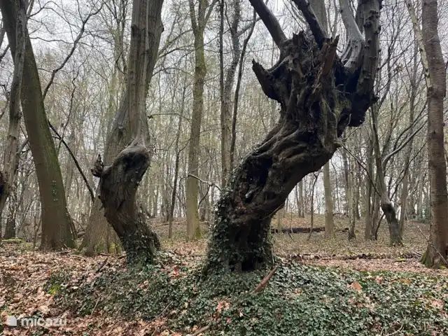 Haut Limbourg | Pays-Bas, Limbourg, Simpelveld - bungalow Vieux arbres étêtés dans la même forêt abbatiale