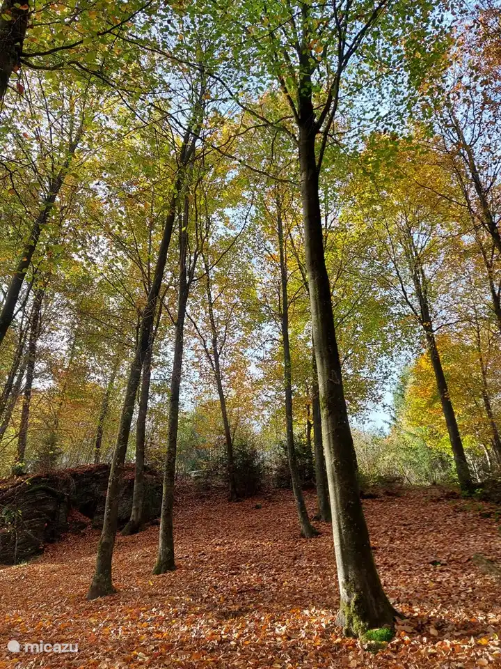 Garten auf der Rückseite