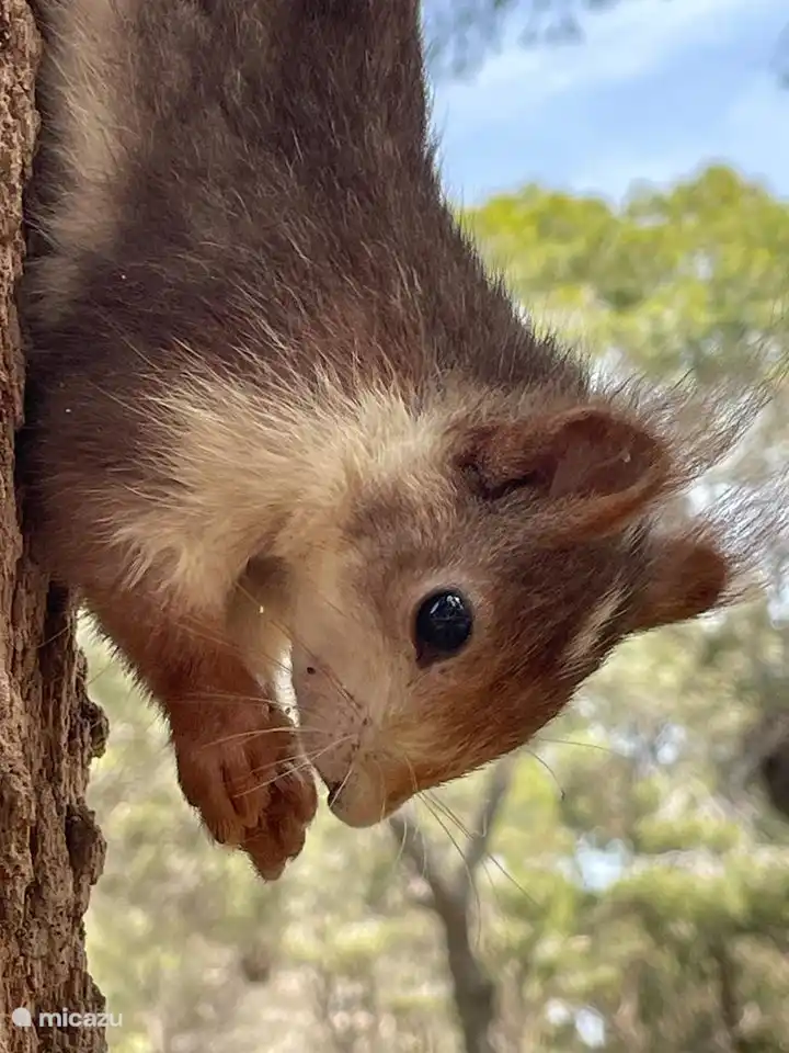 Zahme Eichhörnchen im Sofia-Park